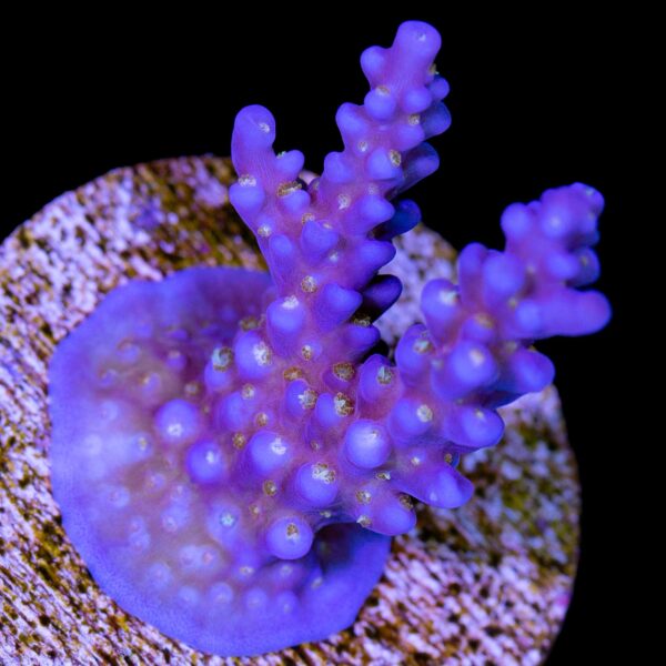 ARC Fireworks Acropora Coral