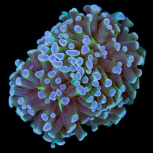 Neptune Branching Hammer  Coral - New release