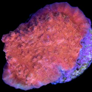 Hot Lava Echinophyllia Coral