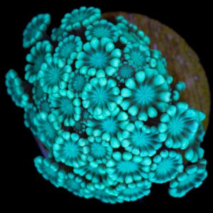 Turquoise Alveopora Coral