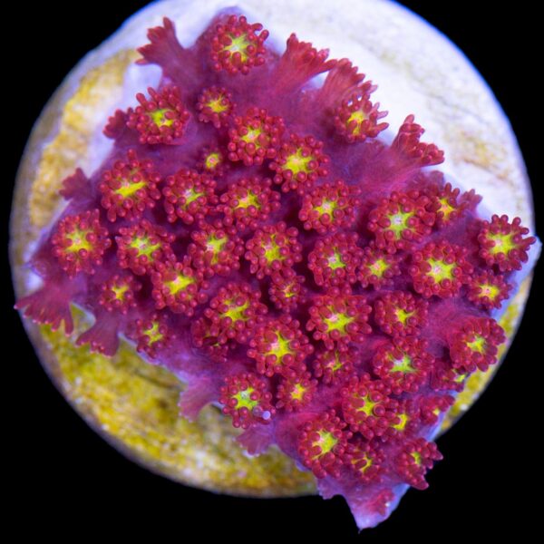 Strawberry Fields Goniopora Coral