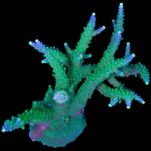 Sonic Boom Staghorn Acropora Colony - Aquacultured