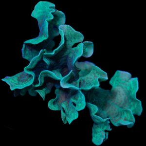 Green Branching Pavona Coral Colony - Aquacultured