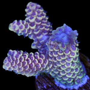 Ultra Spathulata Acropora Coral