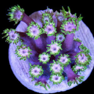 Vivid's Gumdrop Goniopora Coral - New Release