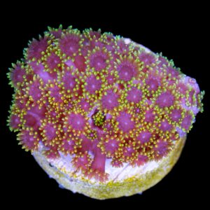 Vivid's Rainbow Short Tentacle Goniopora Coral
