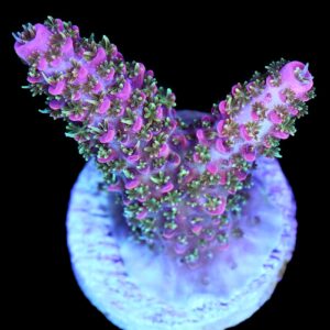 Hugo's Rainbow Staghorn Acropora Coral
