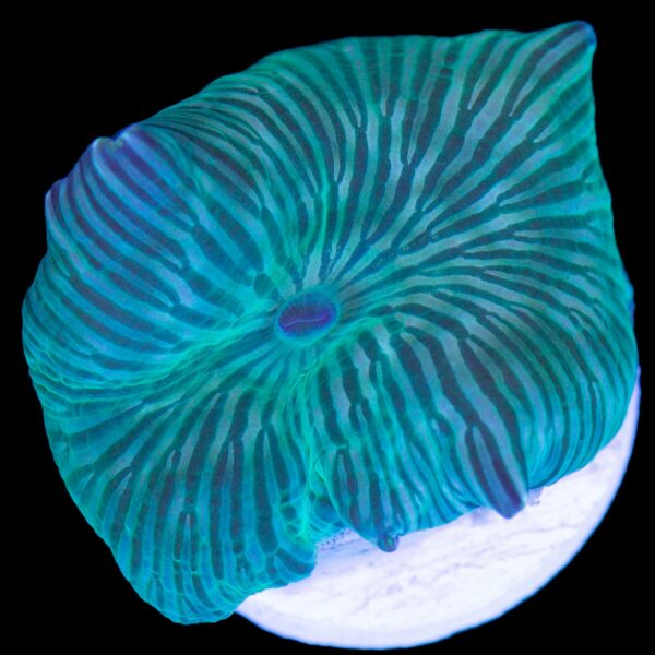 Green Stripe Mushroom Coral