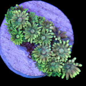 Ultra Goniopora Coral
