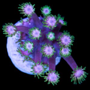 Vivid''s Gumdrop Goniopora Coral - New Release