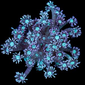 Blueberry Goniopora Coral
