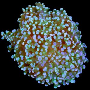 Green Frogspawn Coral