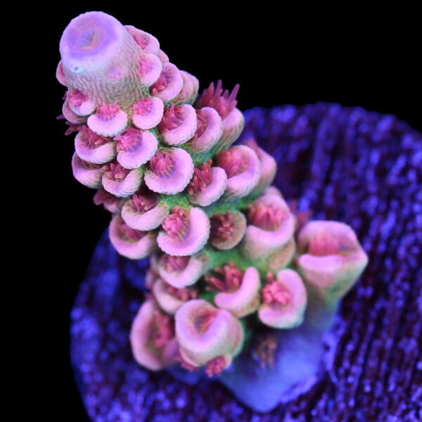 TGC Cherry Bomb Tenuis Acropora