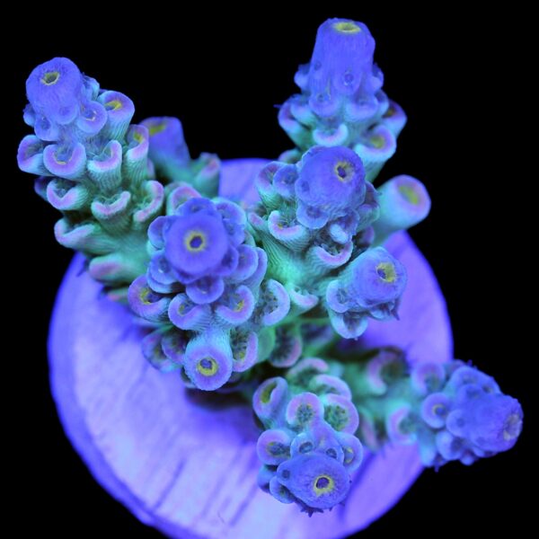 Rainbow Tenuis Acropora - New Release