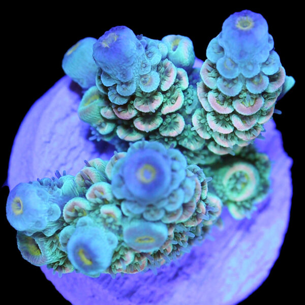 Pastel Tenuis Acropora - New Release