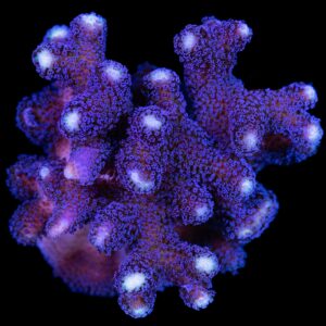 Purple Stylophora Coral Colony - Aquacultured