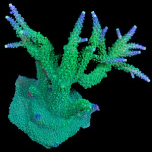 Sonic Boom Staghorn Coral Colony - Aquacultured