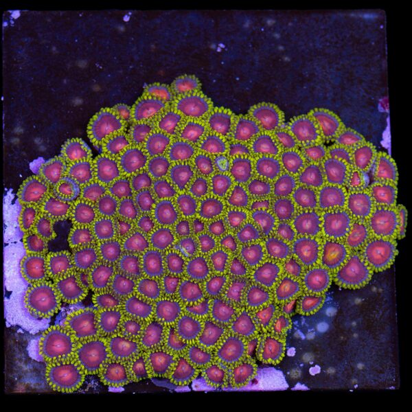 Iron Man Zoanthids Colony