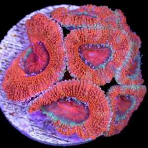 Red Acan Lord Coral