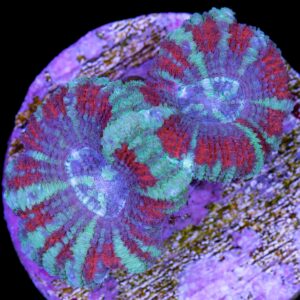 Festive Acan Lord Coral