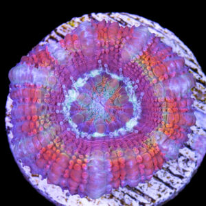 Rainbow Acan Lord Coral