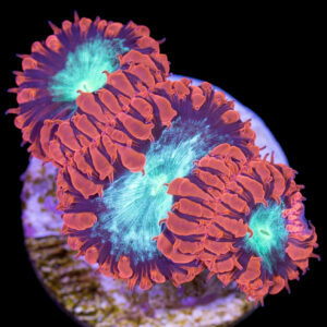 Ultra Red & Green Blastomussa Coral