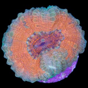 Aussie Molten Lobophyllia Coral
