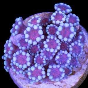 Vivid's Crown Jewels Alveopora Coral - 1st Release