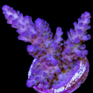 Vivid Blue Tort Acropora Coral