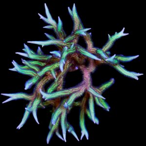 Aqua-cultured Purple Polyped Birdsnest Coral Colony