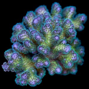 Pink & Green Pocillopora Coral Colony
