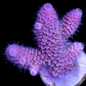 Pink Orchid Spathulata Acropora Coral