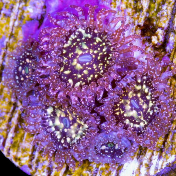 Frankies Acid Trip Zoanthid Coral