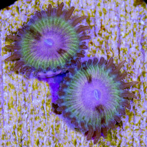 Fear Factory Zoanthid Coral