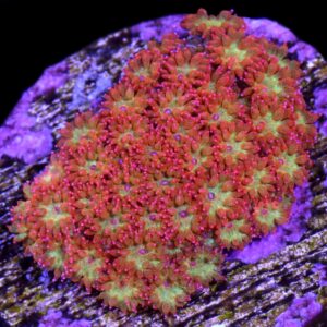Vivid's Speckled Fireball Goniopora Coral - New Release