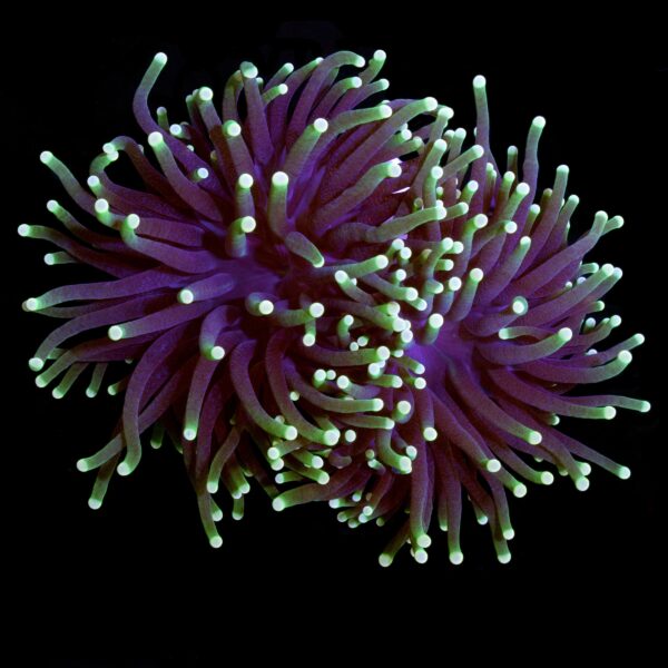 Fluorescent Tip Torch Coral