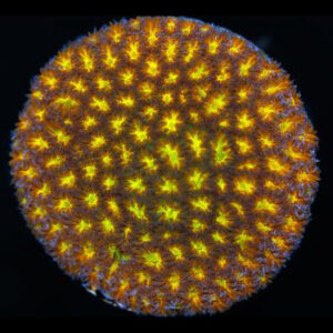 Golden Leptastrea Coral
