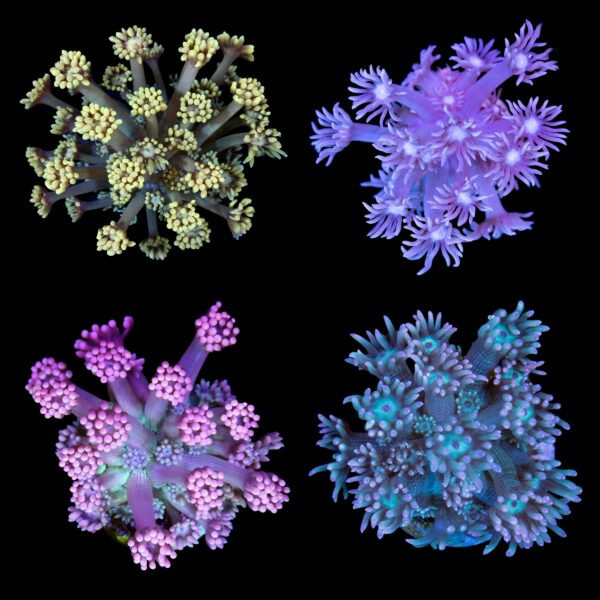 Vivid's Ultra Goniopora Frag Pack