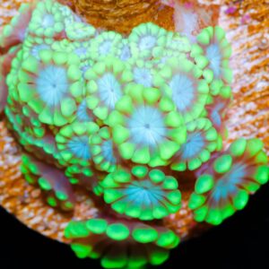 Vivid's Green Alveopora Coral