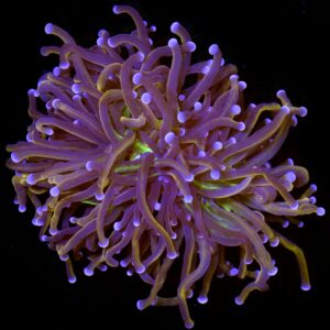 Green Center Indo Gold Torch Coral