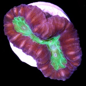 Vivid's Green Eye Candy Cane Coral