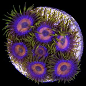 Green Flash Zoanthid Coral