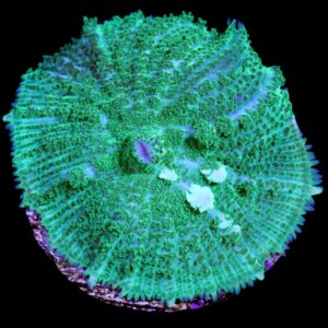Green Monster Bounce Mushroom Coral