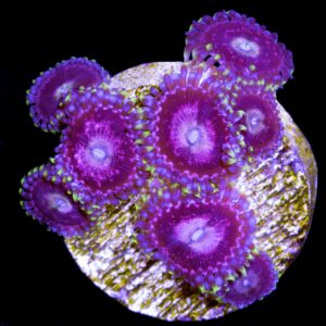 Vivid's Gumball Zoanthid Coral