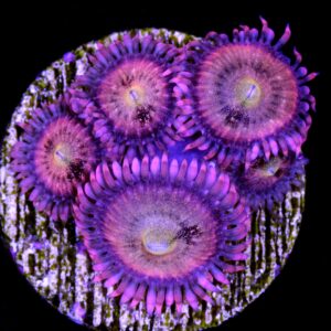 Halle Berry Zoanthids
