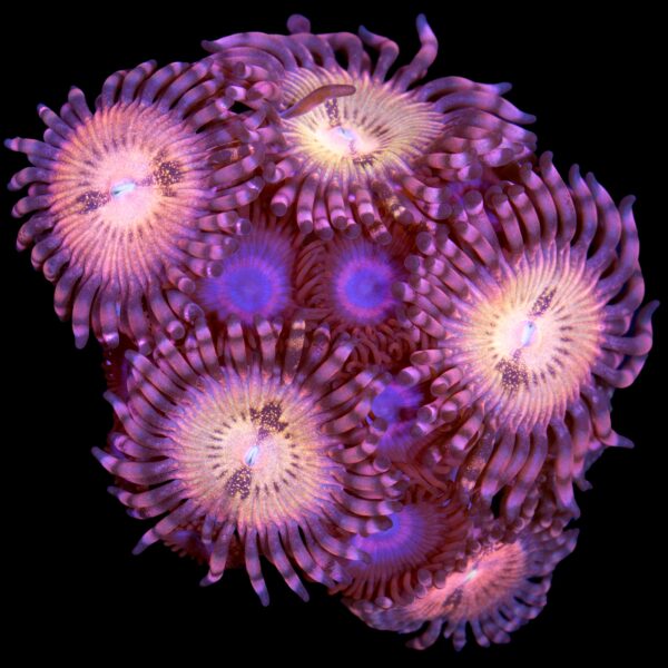 Hippie Duster Zoanthid Combo