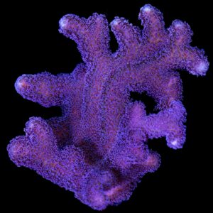 Purple Stylophora Coral Colony