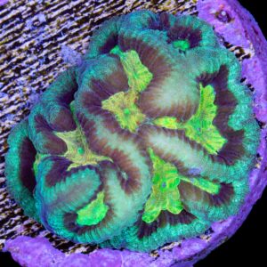 Vivid's Super Melon Platygyra Coral