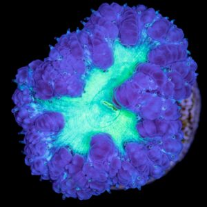 Purple & Green Blastomussa Coral
