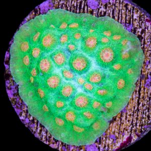 Vivid's Pumpkin Patch Cyphastrea Coral